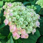 Hydrangea macrophylla Ever Belles Pink