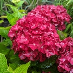 Hydrangea macrophylla Firewings (8)