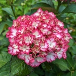 Hydrangea macrophylla Julia (5)