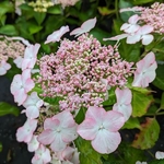 Hydrangea macrophylla Love you Kiss (1)