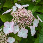 Hydrangea macrophylla Love you Kiss (2)