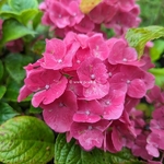 Hydrangea macrophylla Magical Sapphire (6)