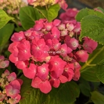 Hydrangea macrophylla Magical Sapphire (1)