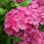 Hydrangea macrophylla Magical Sapphire (7)