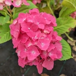 Hydrangea macrophylla Magical Sapphire (3)
