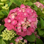 Hydrangea macrophylla Magical Sapphire (2)