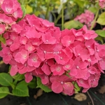 Hydrangea macrophylla Magical Sapphire (4)
