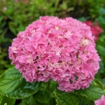 Hydrangea macrophylla Perfection (3)