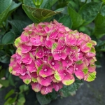 Hydrangea macrophylla Red Amethyst (1)