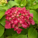 Hydrangea macrophylla Red Reggae (1)