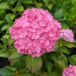 Hydrangea macrophylla Sophia