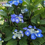 Hydrangea macrophylla Zorro