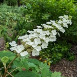 Hydrangea quercifolia Amethyst (1)