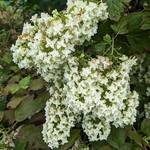 Hydrangea quercifolia Snowflake (2)