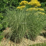 Miscanthus sinensis Morning Light