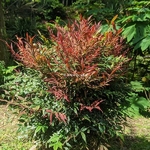 Nandina domestica Obsessed