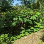 Tetrapanax papyrifera