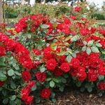 Rosa Black Forest Rose