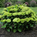 Hydrangea macrophylla Green Cloud