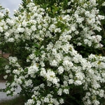 Exochorda serratifolia Snow White (2)