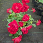 Rosa Black Forest Rose (2)