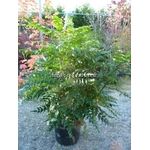 mahonia%20charity