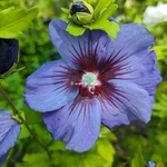 Hibiscus syriacus Ultra Marine (2)