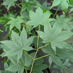 Acer palmatum Shoshika (2)