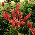 Callistemon citrinus Red Rocket