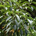Hydrangea longifolia (3)