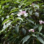 Hydrangea longifolia (4)