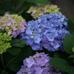 Hydrangea macrophylla Sweet Marshmallow (2)