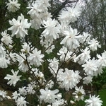 Magnolia x loebneri Wildcat (1)