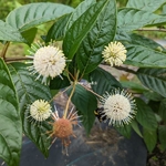 Cephalanthus occidentalis Sugar Shack