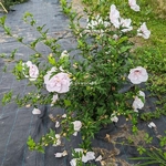 Hibiscus syriacus China Chiffon