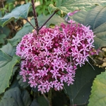 Clerodendrum bungei