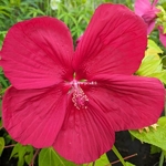 Hibiscus moscheutos Extreme Magenta (1)