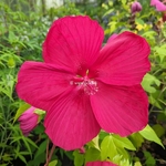 Hibiscus moscheutos Extreme Magenta (2)