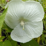 Hibiscus moscheutos Extreme Pure White