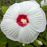Hibiscus moscheutos Extreme White (1)