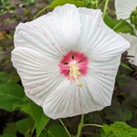 Hibiscus moscheutos Extreme White Eye