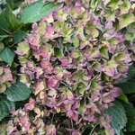 Hydrangea macrophylla Sweet Cupcake