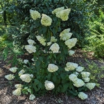 Hydrangea paniculata Skyfall (1)