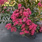 Lagerstroemia indica All the best Raspberry (1)