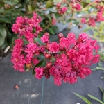 Lagerstroemia indica All the best Raspberry (2)