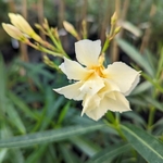 Nerium oleander Luteum Plenum (2)