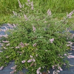 Vitex agnus-castus Pink Pinnacle (1)