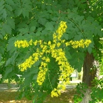Koelreuteria paniculata (1)