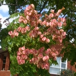 Koelreuteria paniculata (2)