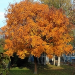 Koelreuteria paniculata (6)